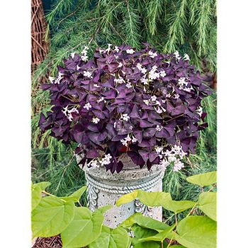 OXALIS TRIANGULARIS PURPUREA