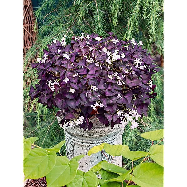 OXALIS TRIANGULARIS PURPUREA