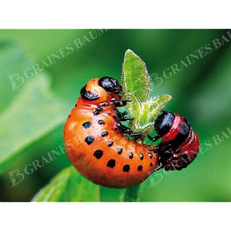 MÉLANGE ANTI-DORYPHORES
