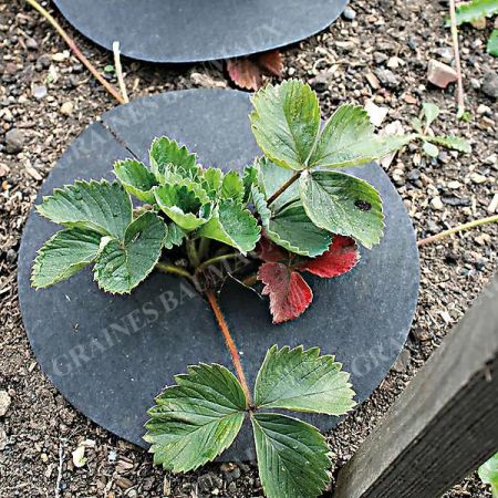 STRAWBERRY MATS