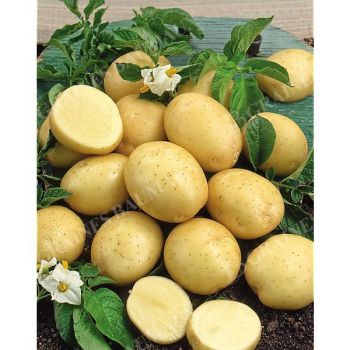 POMME de TERRE MELODY