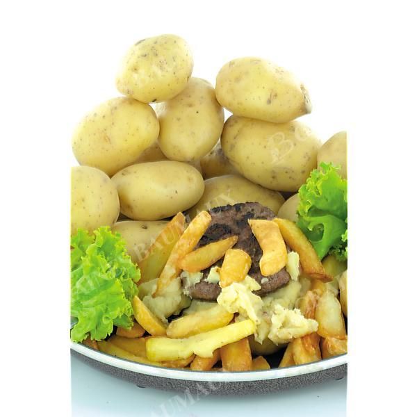 POMME de TERRE AGATA