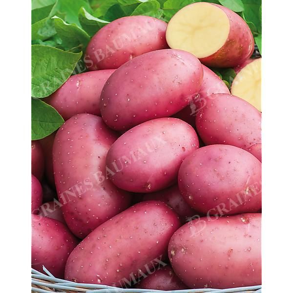 POMME de TERRE RUDOLPH