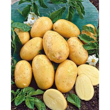 POMME de TERRE CHALLENGER