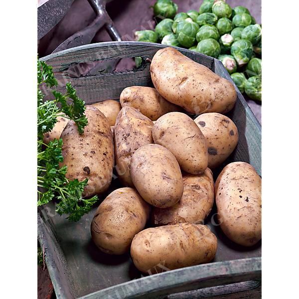 POMME de TERRE KERPONDY