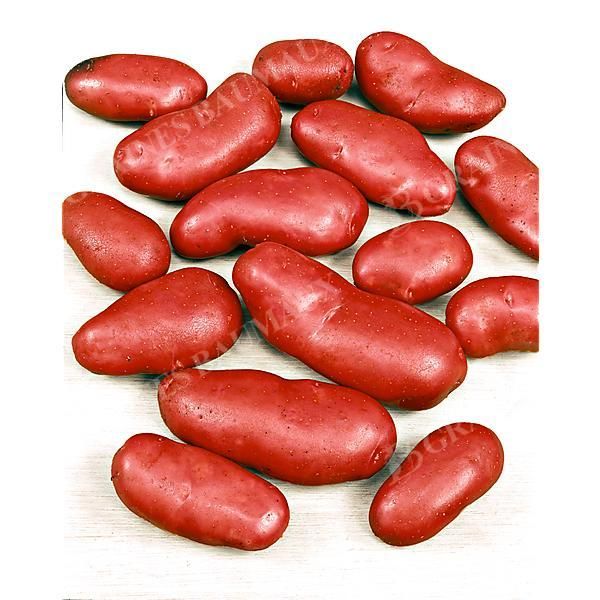 POMME de TERRE ROSE de FRANCE® (Cirielle)