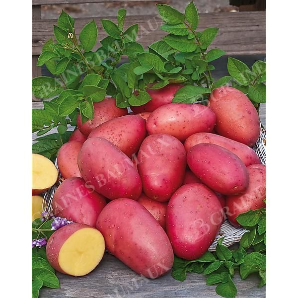 POMME de TERRE ROSABELLE