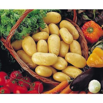 POMME de TERRE MONALISA Bio