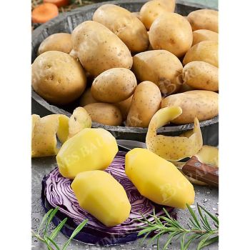 POMME de TERRE AGRIA Bio