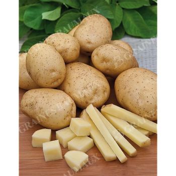 POMME de TERRE POPEILLE