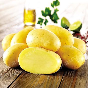 POMME de TERRE MAÏWEN