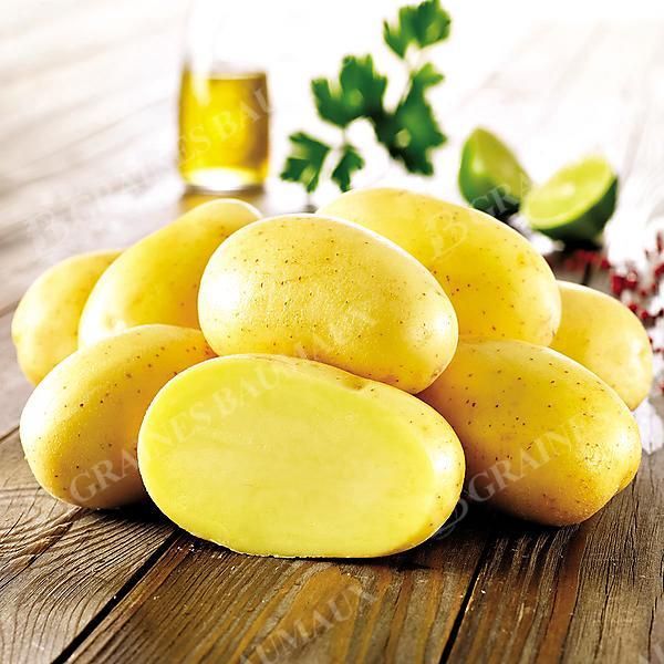 POMME de TERRE MAÏWEN
