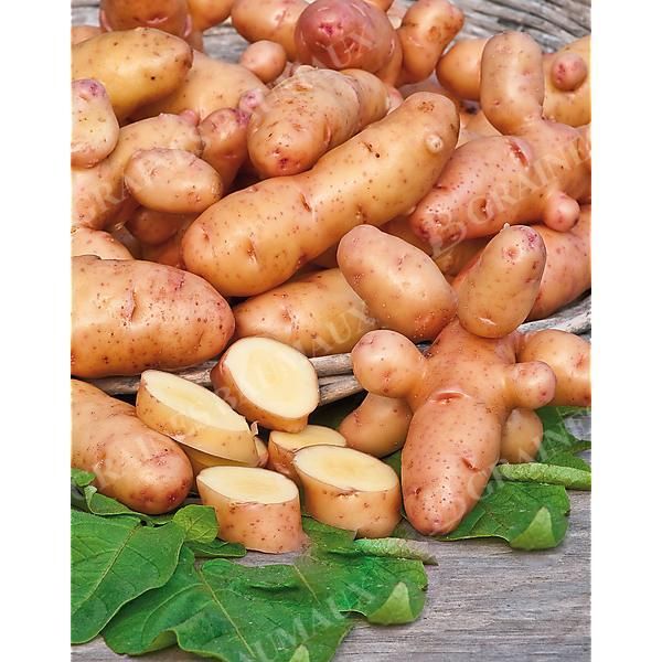 POMME de TERRE CORNE DE GATTE® ou PINK FIR APPLE