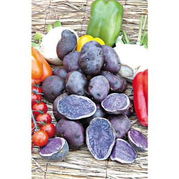 POMME de TERRE BLEUE d'ARTOIS® (bleue de la Manche)
