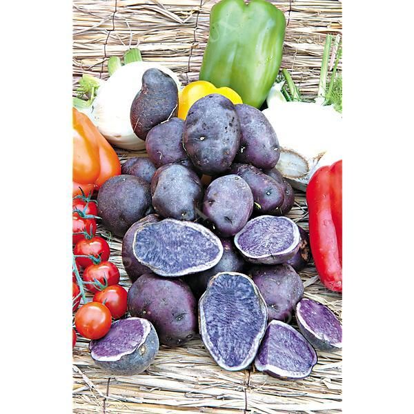 POMME de TERRE BLEUE d'ARTOIS® (bleue de la...