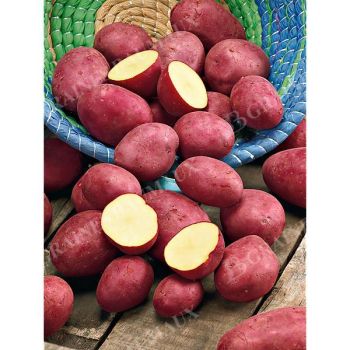 POMME de TERRE JEANNETTE