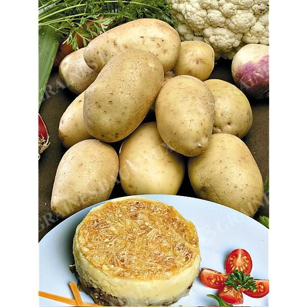 POMME de TERRE BERNADETTE