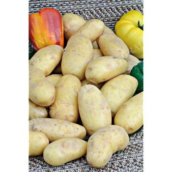 POMME de TERRE CHARLOTTE Bio 2