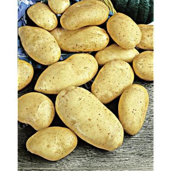 POMME de TERRE MARABEL