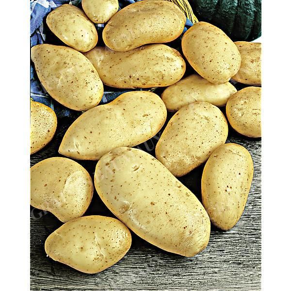 POMME de TERRE MARABEL