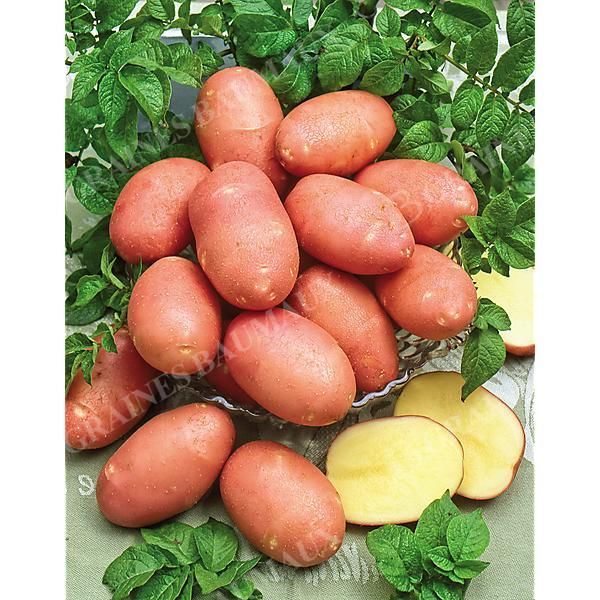 POMME de TERRE PROSPÈRE® (STEMSTER)