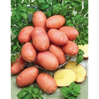 POMME de TERRE PROSPÈRE® (STEMSTER)