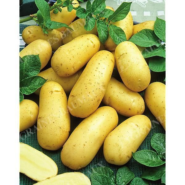 POMME de TERRE LAURETTE