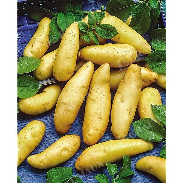 POMME de TERRE LINZER DELIKATESS Bio