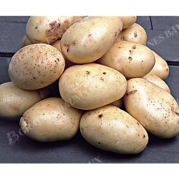 POMME de TERRE LIRRESISTIBLE® (otolia)