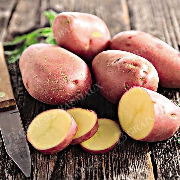 POMME de TERRE ALOUETTE