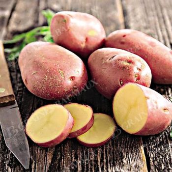 POMME de TERRE ALOUETTE