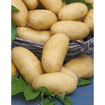 POMME de TERRE CELTIANE