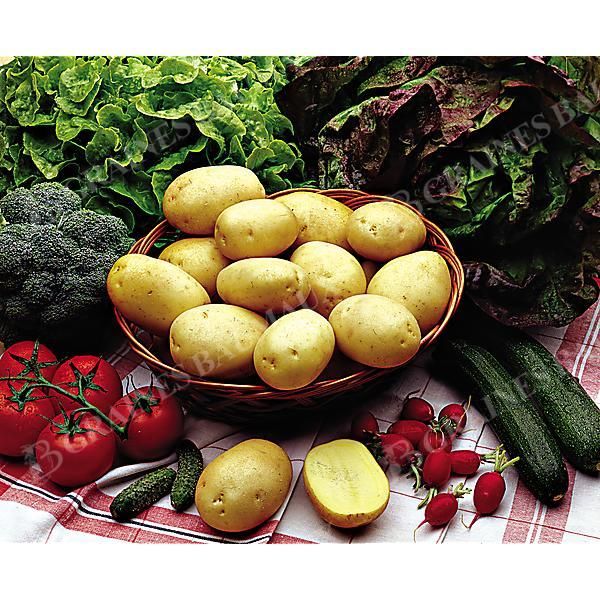 POMME de TERRE ZEN