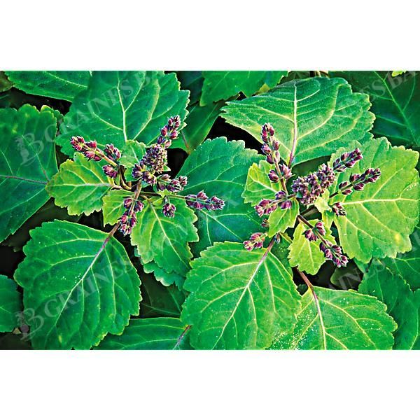 PATCHOULI (pogostemon cablin)