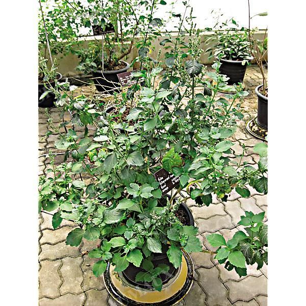 PATCHOULI (pogostemon cablin)
