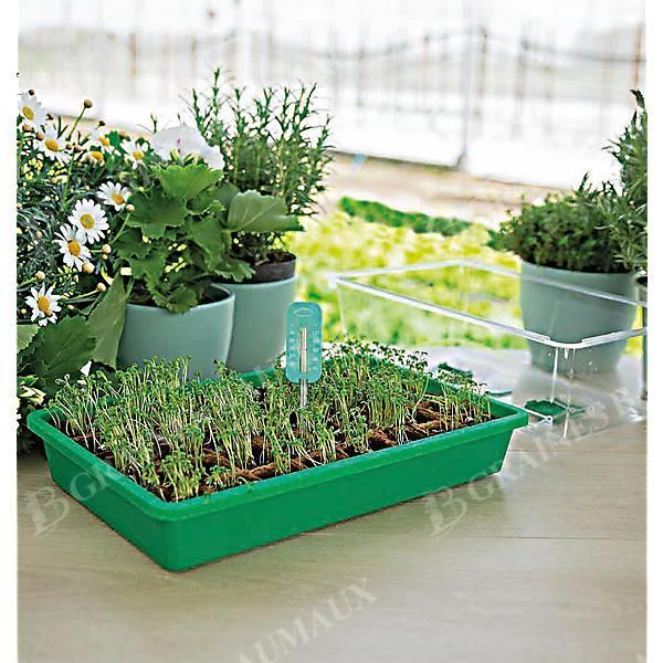 THERMOMÈTRE de GERMINATION