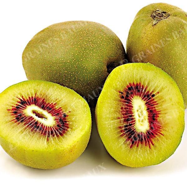 KIWI (actinidia deliciosa) femelle RED KIWI®