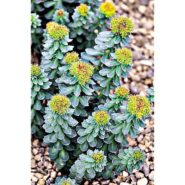 RHODIOLA ROSEA