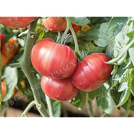 TOMATE Dr NEAL
