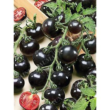 TOMATE BLACKBALL 2