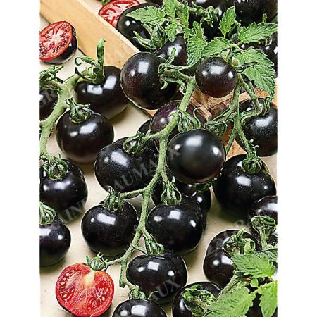 TOMATE BLACKBALL