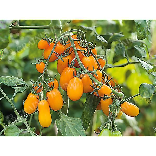 TOMATE F1 DATTORANGE