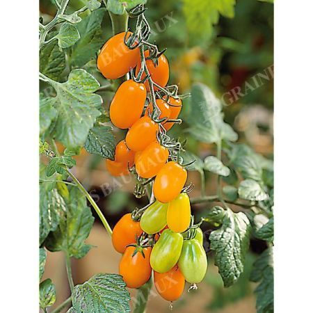TOMATE F1 DATTORANGE