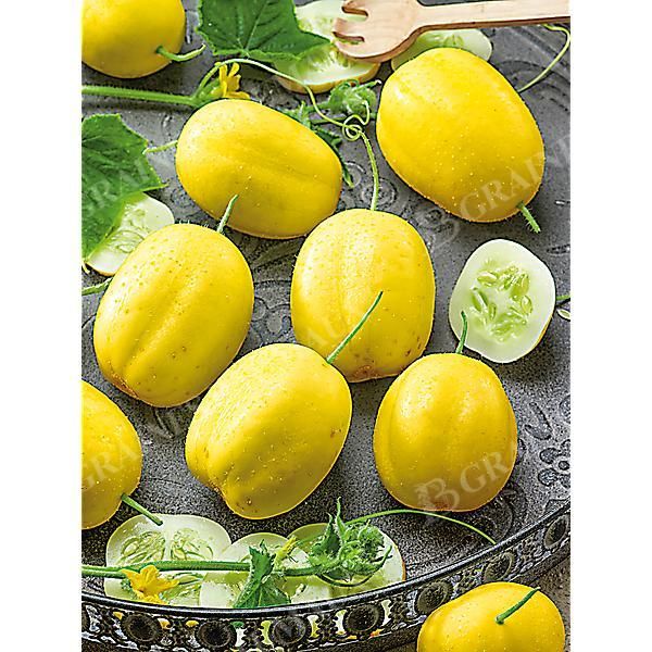 CONCOMBRE LEMON
