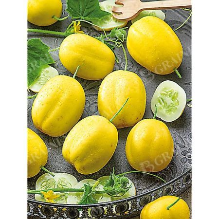 CONCOMBRE LEMON