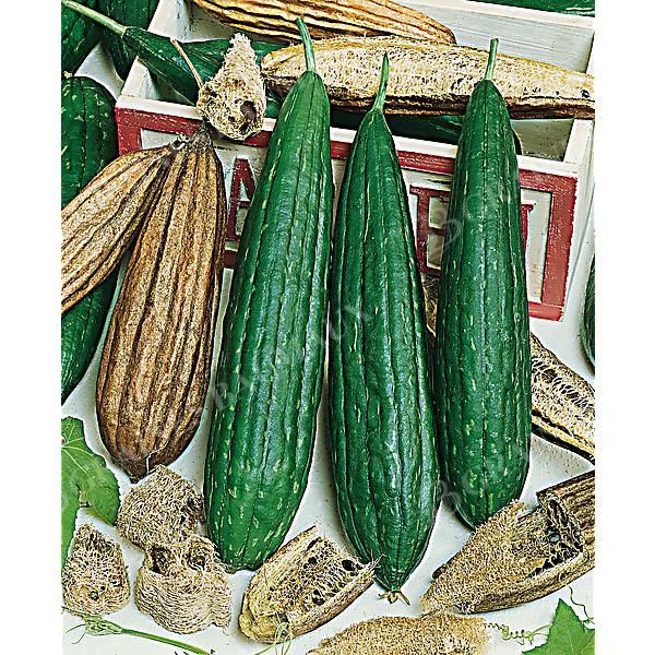 LUFFA CYLINDRICA (courge éponge)