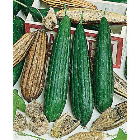 LUFFA CYLINDRICA (courge éponge)