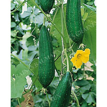 LUFFA CYLINDRICA (courge éponge)