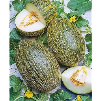 MELON PINONET PIEL de SAPO ou peau de crapaud Bio 2