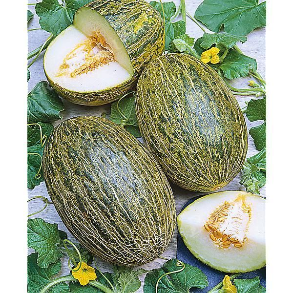 MELON PINONET PIEL de SAPO ou peau de crapaud Bio